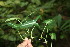  ( - BioBot06355)  @11 [ ] CreativeCommons - Attribution Non-Commercial Share-Alike (2010) Daniel H. Janzen Guanacaste Dry Forest Conservation Fund