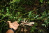  ( - BioBot06356)  @11 [ ] CreativeCommons - Attribution Non-Commercial Share-Alike (2010) Daniel H. Janzen Guanacaste Dry Forest Conservation Fund