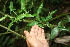  ( - BioBot06356)  @11 [ ] CreativeCommons - Attribution Non-Commercial Share-Alike (2010) Daniel H. Janzen Guanacaste Dry Forest Conservation Fund