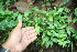  ( - BioBot06358)  @11 [ ] CreativeCommons - Attribution Non-Commercial Share-Alike (2010) Daniel H. Janzen Guanacaste Dry Forest Conservation Fund