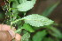  ( - BioBot06358)  @11 [ ] CreativeCommons - Attribution Non-Commercial Share-Alike (2010) Daniel H. Janzen Guanacaste Dry Forest Conservation Fund