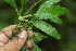  ( - BioBot06360)  @11 [ ] CreativeCommons - Attribution Non-Commercial Share-Alike (2010) Daniel H. Janzen Guanacaste Dry Forest Conservation Fund