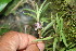  ( - BioBot06383)  @11 [ ] CreativeCommons - Attribution Non-Commercial Share-Alike (2010) Daniel H. Janzen Guanacaste Dry Forest Conservation Fund