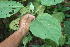 ( - BioBot06385)  @11 [ ] CreativeCommons - Attribution Non-Commercial Share-Alike (2010) Daniel H. Janzen Guanacaste Dry Forest Conservation Fund