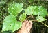  ( - BioBot06389)  @11 [ ] CreativeCommons - Attribution Non-Commercial Share-Alike (2010) Daniel H. Janzen Guanacaste Dry Forest Conservation Fund