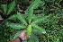  (Costus laevis - BioBot06687)  @11 [ ] CreativeCommons - Attribution Non-Commercial Share-Alike (2010) Daniel H. Janzen Guanacaste Dry Forest Conservation Fund