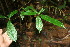  (Sideroxylon contrerasii - BioBot06688)  @11 [ ] CreativeCommons - Attribution Non-Commercial Share-Alike (2010) Daniel H. Janzen Guanacaste Dry Forest Conservation Fund