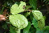  ( - BioBot06692)  @11 [ ] CreativeCommons - Attribution Non-Commercial Share-Alike (2010) Daniel H. Janzen Guanacaste Dry Forest Conservation Fund