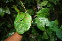  ( - BioBot06692)  @11 [ ] CreativeCommons - Attribution Non-Commercial Share-Alike (2010) Daniel H. Janzen Guanacaste Dry Forest Conservation Fund