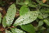  (Theobroma angustifolium - BioBot06705)  @11 [ ] CreativeCommons - Attribution Non-Commercial Share-Alike (2010) Daniel H. Janzen Guanacaste Dry Forest Conservation Fund