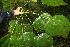  (Hernandia stenura - BioBot06713)  @11 [ ] CreativeCommons - Attribution Non-Commercial Share-Alike (2010) Daniel H. Janzen Guanacaste Dry Forest Conservation Fund