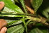  (Tradescantia zanonia - BioBot06717)  @11 [ ] CreativeCommons - Attribution Non-Commercial Share-Alike (2010) Daniel H. Janzen Guanacaste Dry Forest Conservation Fund