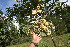  ( - BioBot06726)  @11 [ ] CreativeCommons - Attribution Non-Commercial Share-Alike (2010) Daniel H. Janzen Guanacaste Dry Forest Conservation Fund