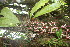  (Orchidaceae Jorge211 - BioBot06729)  @11 [ ] CreativeCommons - Attribution Non-Commercial Share-Alike (2010) Daniel H. Janzen Guanacaste Dry Forest Conservation Fund