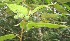  (Solanum jorge214 - BioBot06741)  @11 [ ] CreativeCommons - Attribution Non-Commercial Share-Alike (2010) Daniel H. Janzen Guanacaste Dry Forest Conservation Fund