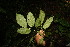  (Stizophyllum riparium - BioBot06744)  @11 [ ] CreativeCommons - Attribution Non-Commercial Share-Alike (2010) Daniel H. Janzen Guanacaste Dry Forest Conservation Fund