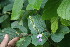  ( - BioBot06747)  @11 [ ] CreativeCommons - Attribution Non-Commercial Share-Alike (2010) Daniel H. Janzen Guanacaste Dry Forest Conservation Fund