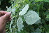  ( - BioBot06747)  @11 [ ] CreativeCommons - Attribution Non-Commercial Share-Alike (2010) Daniel H. Janzen Guanacaste Dry Forest Conservation Fund