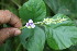  ( - BioBot06747)  @11 [ ] CreativeCommons - Attribution Non-Commercial Share-Alike (2010) Daniel H. Janzen Guanacaste Dry Forest Conservation Fund