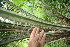  ( - BioBot06755)  @11 [ ] CreativeCommons - Attribution Non-Commercial Share-Alike (2010) Daniel H. Janzen Guanacaste Dry Forest Conservation Fund