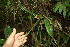  (Orchidaceae jorge221 - BioBot06780)  @11 [ ] CreativeCommons - Attribution Non-Commercial Share-Alike (2010) Daniel H. Janzen Guanacaste Dry Forest Conservation Fund