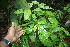  ( - BioBot06788)  @11 [ ] CreativeCommons - Attribution Non-Commercial Share-Alike (2010) Daniel H. Janzen Guanacaste Dry Forest Conservation Fund