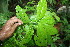  ( - BioBot06788)  @11 [ ] CreativeCommons - Attribution Non-Commercial Share-Alike (2010) Daniel H. Janzen Guanacaste Dry Forest Conservation Fund