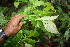  ( - BioBot06788)  @11 [ ] CreativeCommons - Attribution Non-Commercial Share-Alike (2010) Daniel H. Janzen Guanacaste Dry Forest Conservation Fund