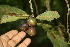  ( - BioBot06790)  @11 [ ] CreativeCommons - Attribution Non-Commercial Share-Alike (2010) Daniel H. Janzen Guanacaste Dry Forest Conservation Fund