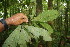  ( - BioBot06791)  @11 [ ] CreativeCommons - Attribution Non-Commercial Share-Alike (2010) Daniel H. Janzen Guanacaste Dry Forest Conservation Fund