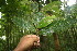  ( - BioBot06791)  @11 [ ] CreativeCommons - Attribution Non-Commercial Share-Alike (2010) Daniel H. Janzen Guanacaste Dry Forest Conservation Fund