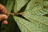  ( - BioBot06791)  @11 [ ] CreativeCommons - Attribution Non-Commercial Share-Alike (2010) Daniel H. Janzen Guanacaste Dry Forest Conservation Fund