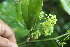  ( - BioBot06795)  @11 [ ] CreativeCommons - Attribution Non-Commercial Share-Alike (2010) Daniel H. Janzen Guanacaste Dry Forest Conservation Fund