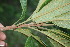  ( - BioBot06805)  @11 [ ] CreativeCommons - Attribution Non-Commercial Share-Alike (2010) Daniel H. Janzen Guanacaste Dry Forest Conservation Fund