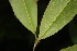  (Aspidosperma spruceanum - BioBot06811)  @13 [ ] CreativeCommons - Attribution Non-Commercial Share-Alike (2010) Daniel H. Janzen Guanacaste Dry Forest Conservation Fund
