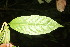  (Cestrum racemosum - BioBot06821)  @11 [ ] CreativeCommons - Attribution Non-Commercial Share-Alike (2010) Daniel H. Janzen Guanacaste Dry Forest Conservation Fund