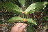  ( - BioBot06824)  @11 [ ] CreativeCommons - Attribution Non-Commercial Share-Alike (2010) Daniel H. Janzen Guanacaste Dry Forest Conservation Fund