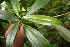  ( - BioBot06830)  @11 [ ] CreativeCommons - Attribution Non-Commercial Share-Alike (2010) Daniel H. Janzen Guanacaste Dry Forest Conservation Fund