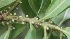  (Myrsinaceae Jorge227 - BioBot06842)  @11 [ ] CreativeCommons - Attribution Non-Commercial Share-Alike (2010) Daniel H. Janzen Guanacaste Dry Forest Conservation Fund