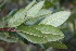  ( - BioBot06843)  @11 [ ] CreativeCommons - Attribution Non-Commercial Share-Alike (2010) Daniel H. Janzen Guanacaste Dry Forest Conservation Fund