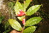  (Psammisia ramiflora - BioBot06845)  @11 [ ] CreativeCommons - Attribution Non-Commercial Share-Alike (2010) Daniel H. Janzen Guanacaste Dry Forest Conservation Fund