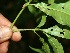  (Meliosma idiopoda - BioBot10069)  @11 [ ] CreativeCommons - Attribution Non-Commercial Share-Alike (2010) Daniel H. Janzen Guanacaste Dry Forest Conservation Fund