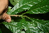  (Meliosma glabrata - BioBot10082)  @11 [ ] CreativeCommons - Attribution Non-Commercial Share-Alike (2010) Daniel H. Janzen Guanacaste Dry Forest Conservation Fund