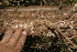  ( - BioBot10171)  @11 [ ] CreativeCommons - Attribution Non-Commercial Share-Alike (2011) Daniel H. Janzen Guanacaste Dry Forest Conservation Fund