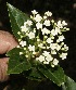  (Viburnum costaricanum - BioBot10172)  @11 [ ] CreativeCommons - Attribution Non-Commercial Share-Alike (2011) Daniel H. Janzen Guanacaste Dry Forest Conservation Fund