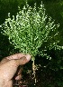  (Polygala paniculata - BioBot10232)  @11 [ ] CreativeCommons - Attribution Non-Commercial Share-Alike (2011) Daniel H. Janzen Guanacaste Dry Forest Conservation Fund