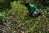  ( - BioBot10233)  @11 [ ] CreativeCommons - Attribution Non-Commercial Share-Alike (2011) Daniel H. Janzen Guanacaste Dry Forest Conservation Fund