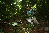  (Erythrina lanceolata - BioBot10270)  @11 [ ] CreativeCommons - Attribution Non-Commercial Share-Alike (2011) Daniel H. Janzen Guanacaste Dry Forest Conservation Fund