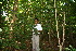  ( - BioBot10309)  @11 [ ] CreativeCommons - Attribution Non-Commercial Share-Alike (2011) Daniel H. Janzen Guanacaste Dry Forest Conservation Fund