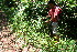  ( - BioBot10370)  @11 [ ] CreativeCommons - Attribution Non-Commercial Share-Alike (2011) Daniel H. Janzen Guanacaste Dry Forest Conservation Fund